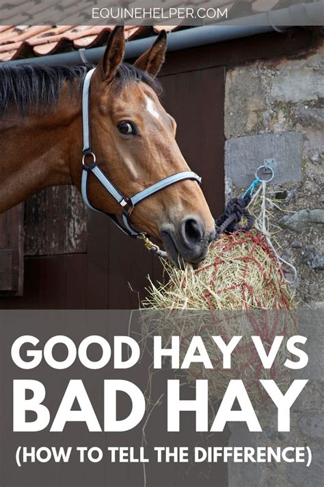 Good Horse Hay Vs Bad Horse Hay How To Tell The Difference In 2021