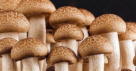 Theres A Fungus Among Us — And Its Deadly Nexus Media News