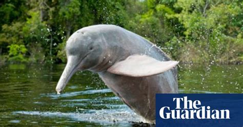 Spotting River Dolphins In Bolivia Bolivia Holidays The Guardian