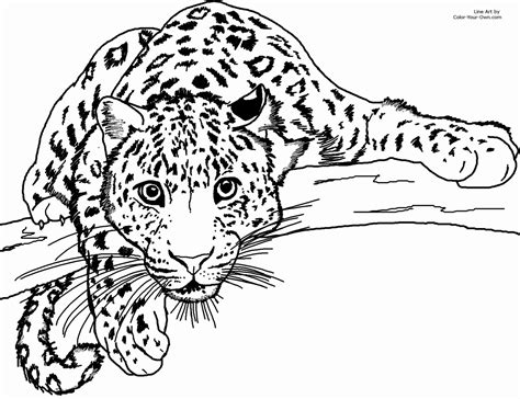 Jaguar Outline Drawing at GetDrawings | Free download