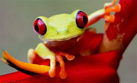 Animal Frog Hd Wallpaper