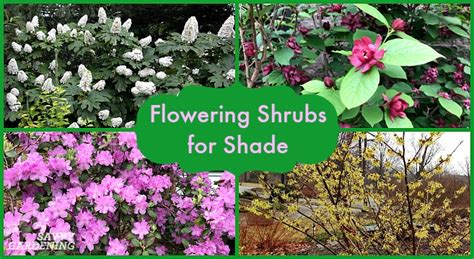 Dwarf Flowering Shrubs Zone 5 8 Dwarf Shrubs For Small Gardens Spaces