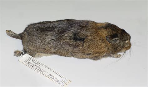 Figure 7 From A New Subspecies Of Large Eared Pika Ochotona Macrotis