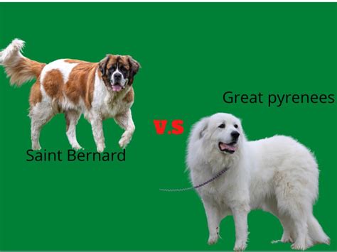 St Bernard Mixed With Great Pyrenees Saint Pyrenees Facts Greenerpets