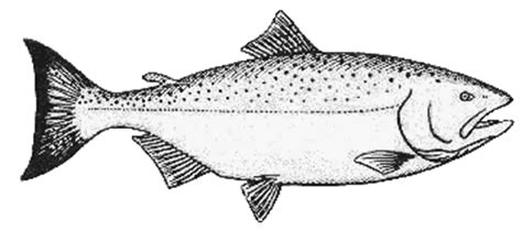 Download Latest Salmon Coloring Page - flower wallpaper