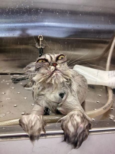 Funny Cats In Water Funny Pics Video Animal Info