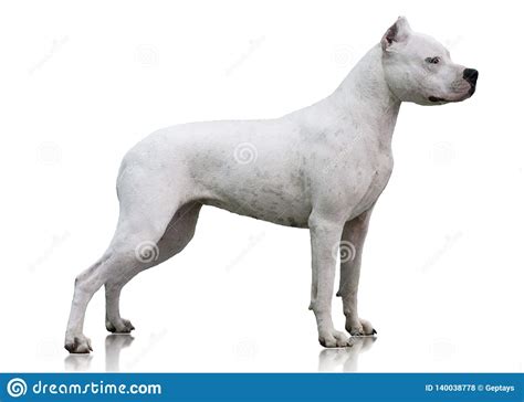 Dogo Argentino Stand Isolated On White Background Side View Stock