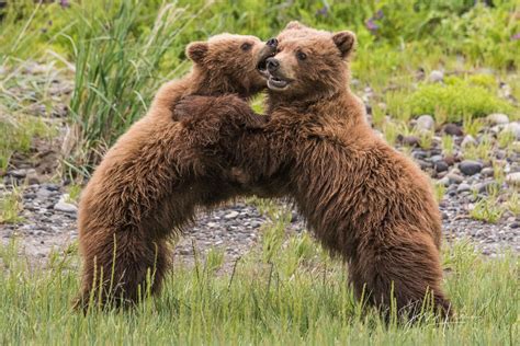 Grizzly Bear Cubs Playing Photo 294 Alaska Usa Photos By Jess Lee