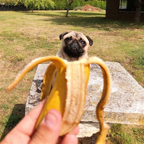 Banana Pugs Funny Baby Pugs Pug Puppies