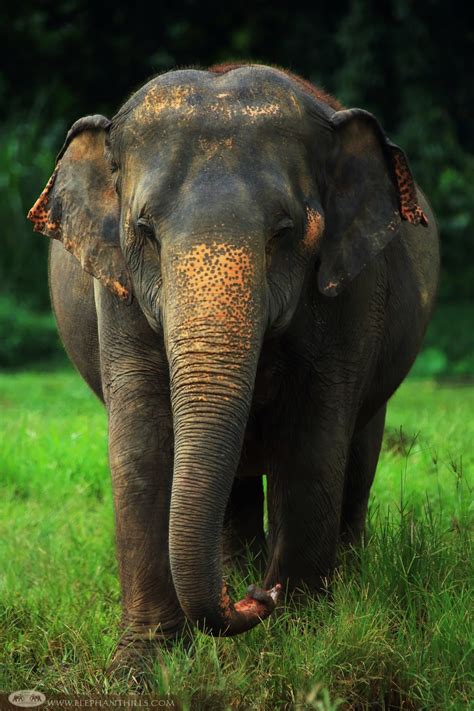 Elephants In Thailand Amazing Encounters And Experiences