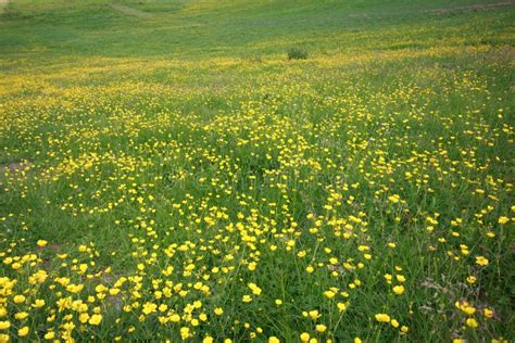 Flowery Meadow Stock Image Image Of South Footpath 22696389