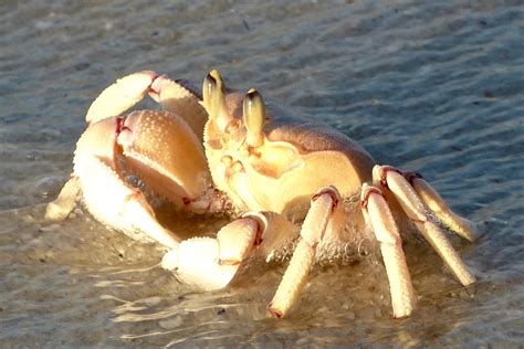 The Memory Wanderer Ghost Crabs