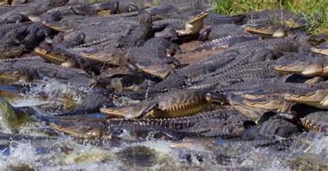 Gators Dozens Of Alligators Gather Around Giant Sinkhole