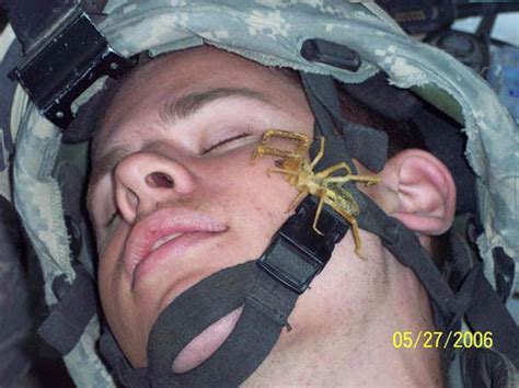 Soldier Camel Spider Iraq Blank Template Imgflip