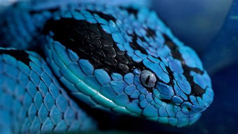 Viper Snake Wallpaper 70 Images