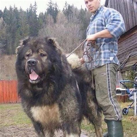 Caucasian Shepherd Dog Your Complete Breed Guide To The Russian Bear