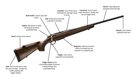 Partes De Un Rifle