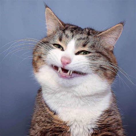 Top Những Meme Mèo Hài Hước đáng Yêu Nhất Thucanhvn Website Chuyên