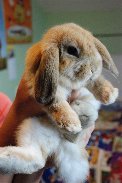 One Of The Cutest Bunnies Ever With Images Cutest