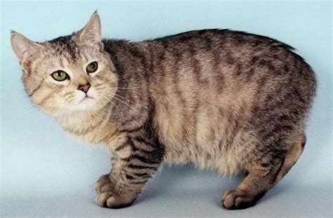 Manx Cat Personality And Behavior Pettime
