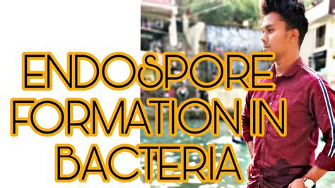 The conidia are ovoid or pear shaped, two celled, with the apical cell being larger and globose than the basal cell which is curved and conical. ENDOSPORE FORMATION IN BACTERIA/ BACTERIOLOGY/GENERAL ...