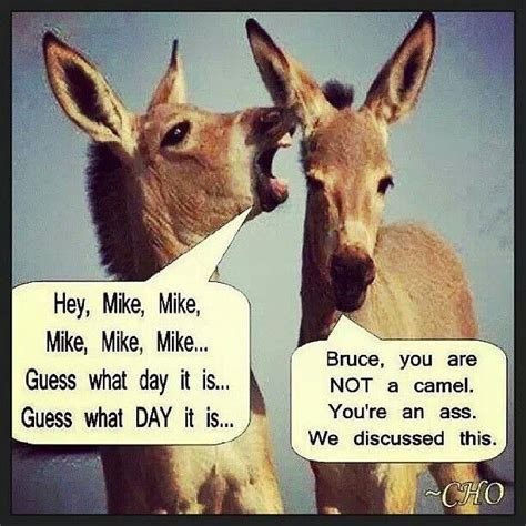 wednesday hump day joke wednesday hump day wednesday humor wednesday coffee monday humor it