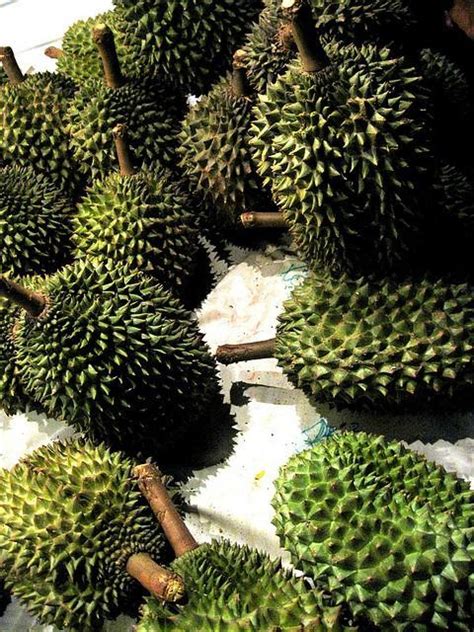 Bibit durian duri hitam asli super. Benih Durian Duri Hitam Penang - BENIH TOKO