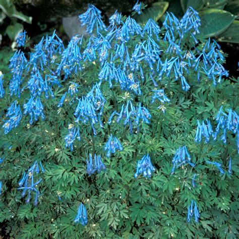 Corydalis ‘china Blue Terra Nova Nurseries Inc