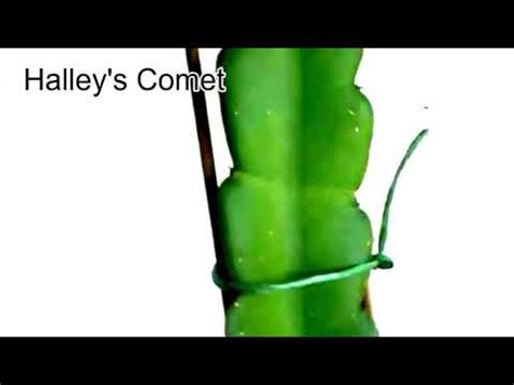 It is more round in shape than is physical graffiti, though it is. Halley's Comet Dragon Fruit Variety - YouTube