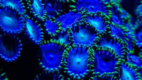 Coral Fluorescence Under Uv Orphek Ml7