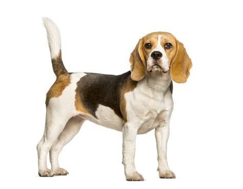 Beagles Dog Standing Against White Background Unified Information Devices