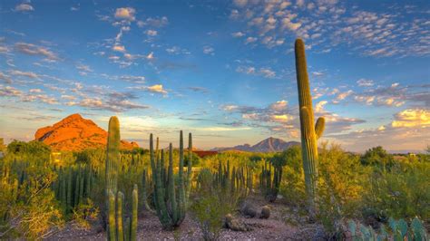 Arizona Cactus Wallpapers Top Free Arizona Cactus Backgrounds