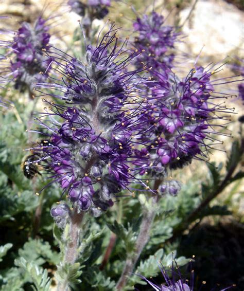 Purple Fringe Flower Project Noah