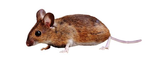 Brown Mouse Standing Png Image For Free Download