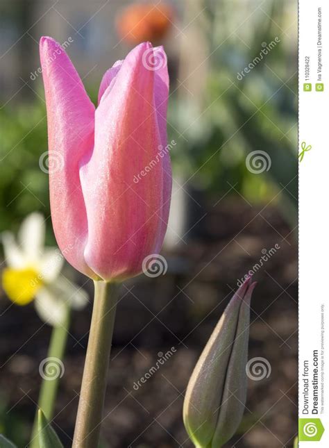 Common Beautiful Spring Pink Tulip In Bloom In The Garden Morning Dew