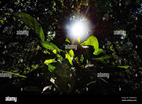 Sunlight Penetrates Through The Canopy Of The Amazon Rainforest Brazil