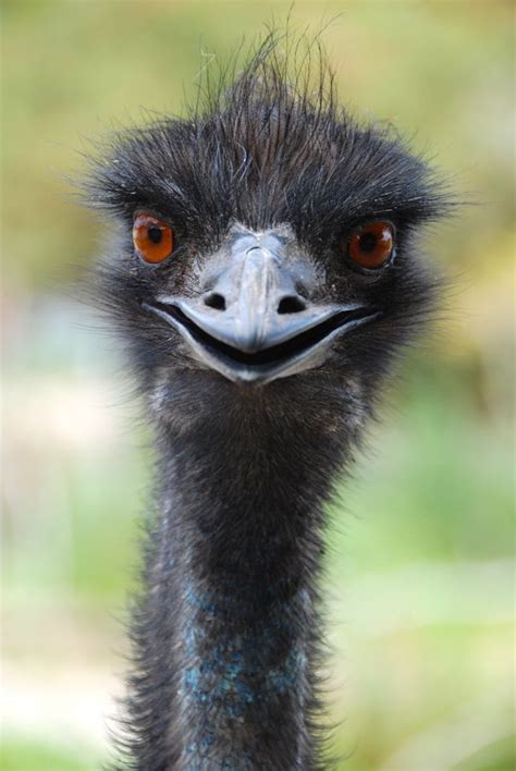 30 Best Funny Emu Pics Images On Pinterest Beautiful