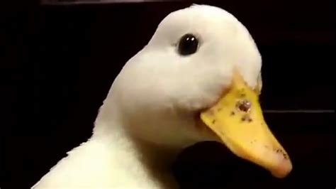 Quackmp4 Youtube