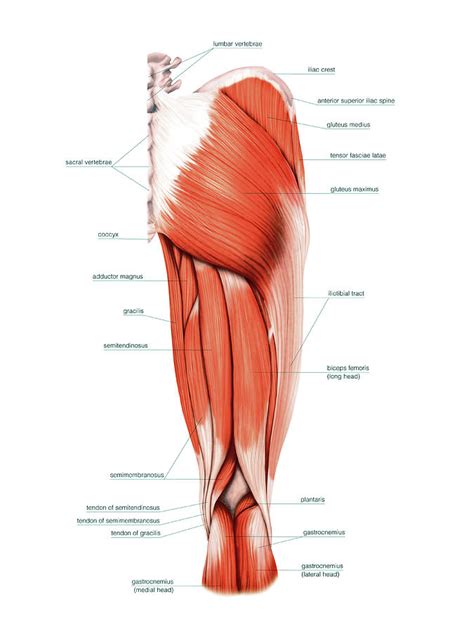 Nape Muscles Photograph By Asklepios Medical Atlas The Best Porn Website