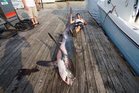 Great White Shark Spotted Off Rockaway Beach Cbs New York