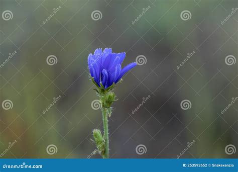 Wild Blue Flower It Grows In Biotopes Meadows And Woods Flower Named