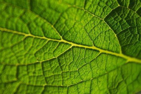 A Macro Shot Of The Surface Of A Translucent Green Leaf Covered With A
