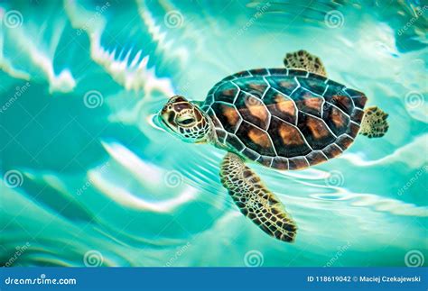 Cute Baby Sea Turtles In The Water