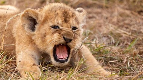 Incredible Picture Shows Lion Cub Letting Out Its First