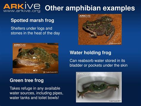 What Are Examples Of Amphibians Quora