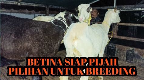 Domba Garut Update Betina Domba Garut Super Siap Pijah Ternaksold Sumedangbreeding Domba