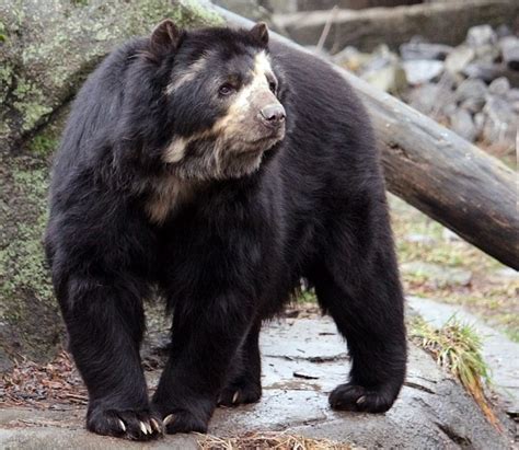 Andean Spectacled Bear Bear Conservation