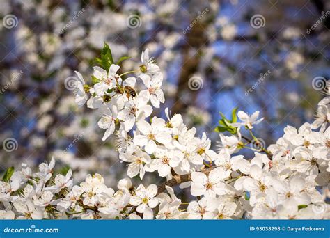 Spring Flowering Cherry White Flowers Stock Photo Image Of Green