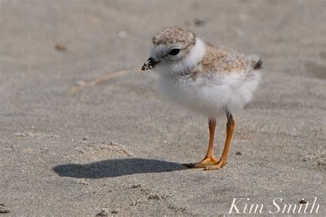 Our Good Harbor Beach Piping Plover Chicks Are Two Weeks Old Today