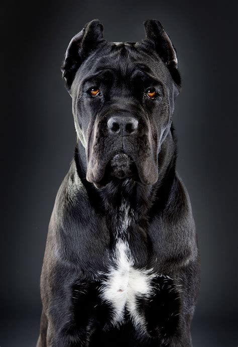 39 King Cane Corso Dog Picture Bleumoonproductions